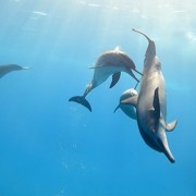 социальная жизнь дельфинов