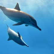 пара дельфинов играют