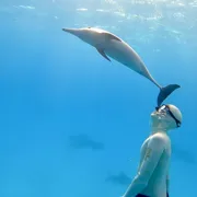 Фридайвинг и дайвинг с дельфинами поход, изображение 5
