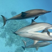 секс дельфины
