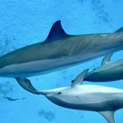 три дельфина