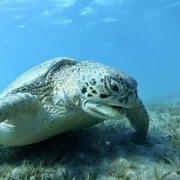 черепаха ест водоросли