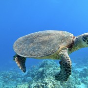 черепаха красное море