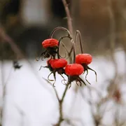 Поход и погружение в традиции русской деревни с теплой ночевкой поход, изображение 3