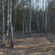 Цветные озера. Однодневный поход в Подмосковье поход, изображение 4