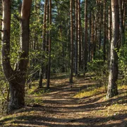 Подмосковный лес. Фотограф Алексей Ретюнских