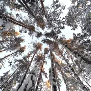 ДОТы, снегоступы и снежный лес. Однодневный поход по Карельскому перешейку поход, изображение 1