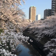 Япония в сезон цветения сакуры. Большое путешествие по всей стране поход, изображение 2