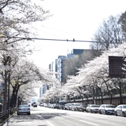 Япония в сезон цветения сакуры. Большое путешествие по всей стране поход, изображение 3