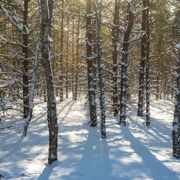 Подмосковная Карелия. Фотограф Алексей Ретюнских