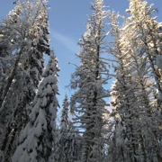 В поисках снежного человека или семейный лыжный однодневный поход в Лемболово (5+) поход, изображение 3