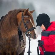 Прогулка и катание на лошадях по зимнему лесу. Однодневный выезд из Питера поход, изображение 3