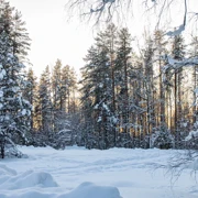 Снежный лес. Фото Алексея Ширманова