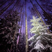 Лыжный выезд из Комарово. Вечерняя прогулка в будние дни поход, изображение 1