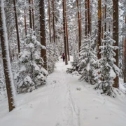 Лыжный выезд из Зеленогорска. Однодневная прогулка из Петербурга поход, изображение 2