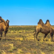 Заповедник «Черные Земли», Республика Калмыкия. Фотобанк Istock