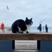 Выходные на Балтике. Две косы Калининградской области поход, изображение 4