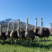 Лучшее в ЮАР: Кейптаун, винодельни, киты и сафари поход, изображение 2