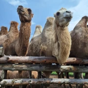 В гости к кочевникам. Однодневный поход поход, изображение 4