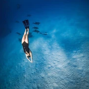 Семейный фридайвинг с дельфинами поход, изображение 3