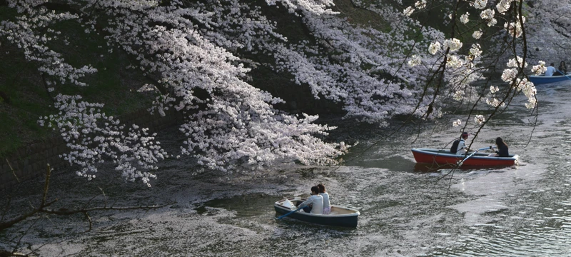 Япония в сезон цветения сакуры. Большое путешествие по всей стране поход