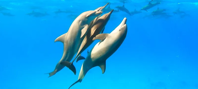 Дайвинг с дельфинами в Красном море поход