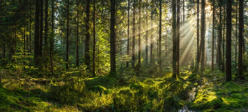 Заповедное Приладожье: тур в Нижне-Свирский заповедник с ночевкой поход