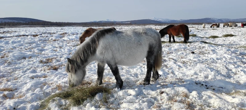 Зимняя Якутия: Оймякон и Ленские столбы поход