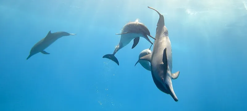 Фридайвинг и дайвинг с дельфинами поход