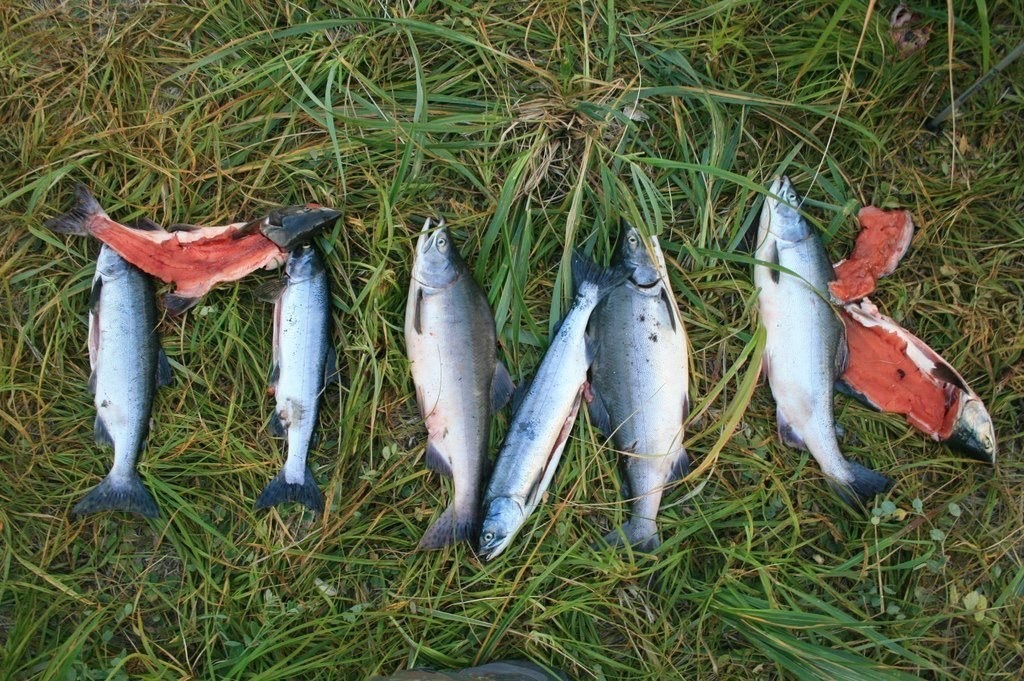 красная рыба на Камчатке - добыча ПИКа