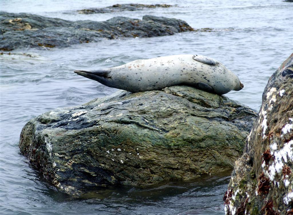 тюлени на Сахалине