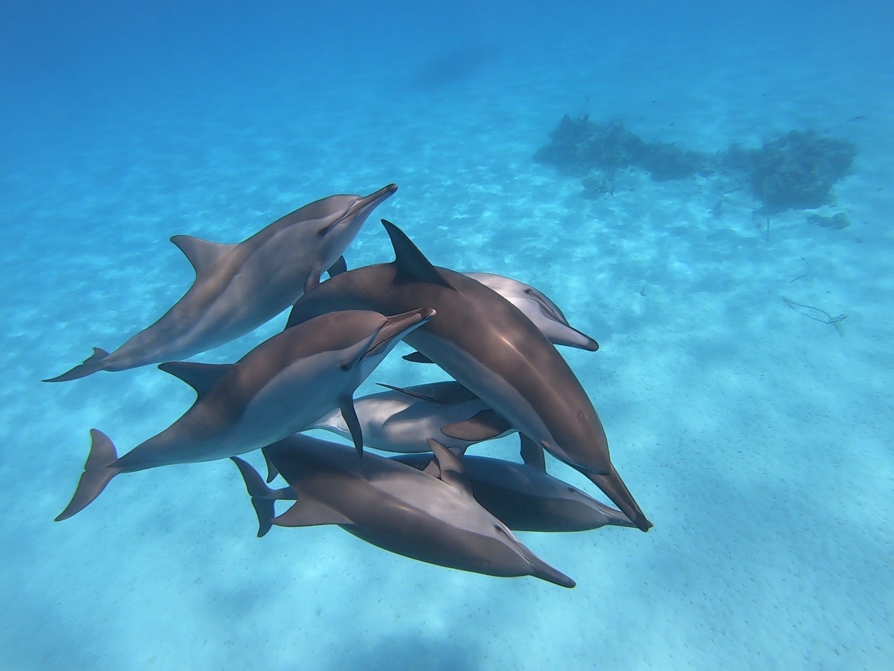 Фото из выезда к дельфинам с обучением фридайвингу