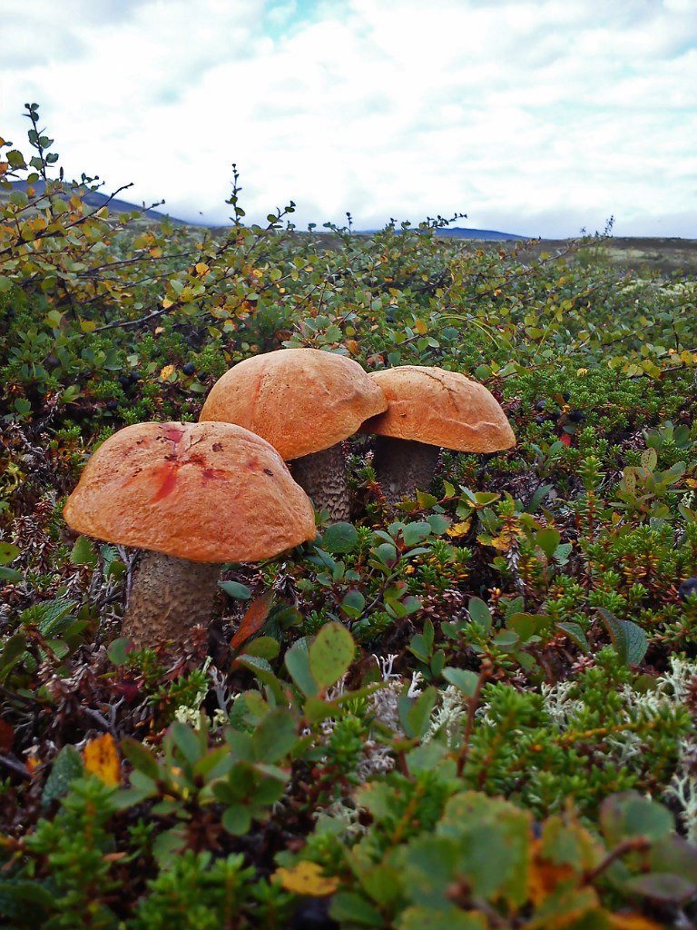 По грибы осенью