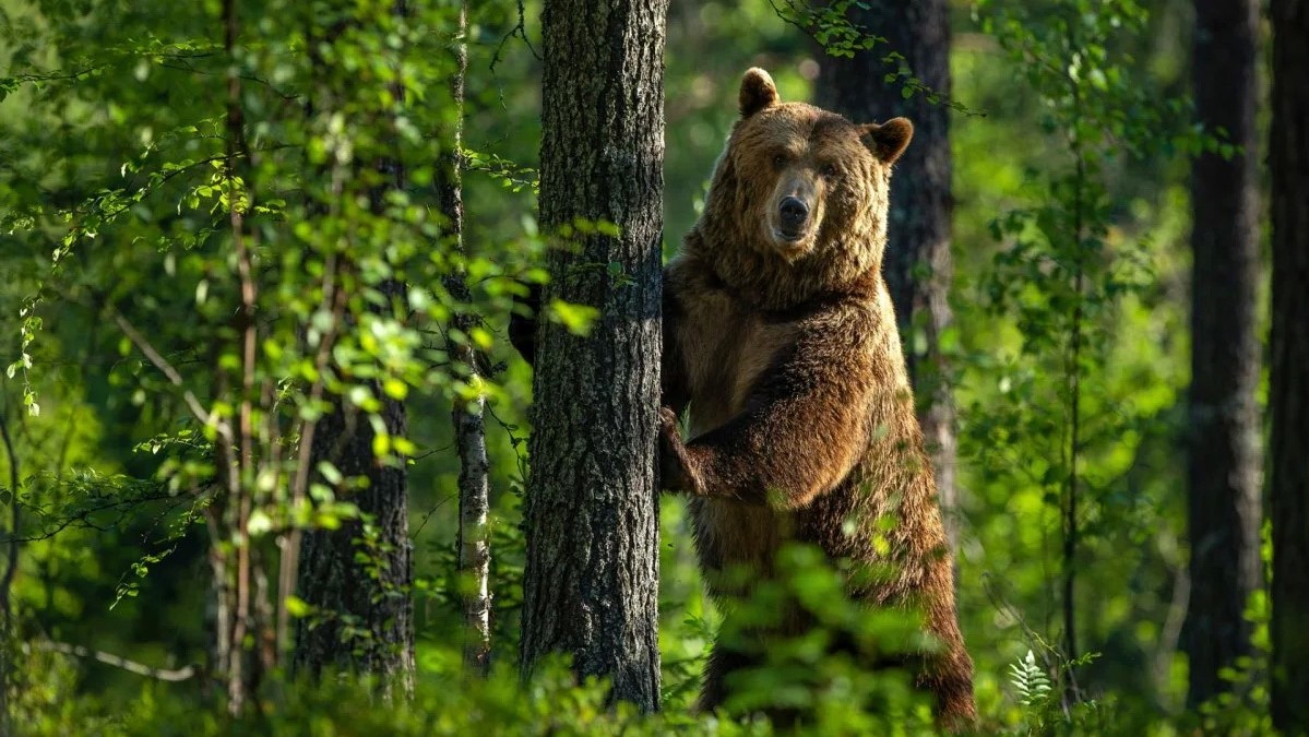 инструкция по выживанию в лесу как защититься от зверей