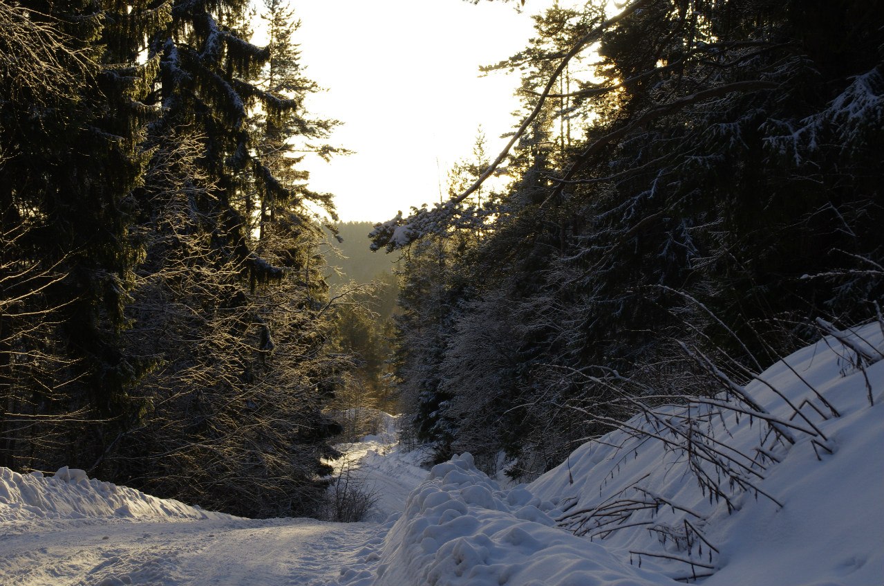 ладога зимой в лесу