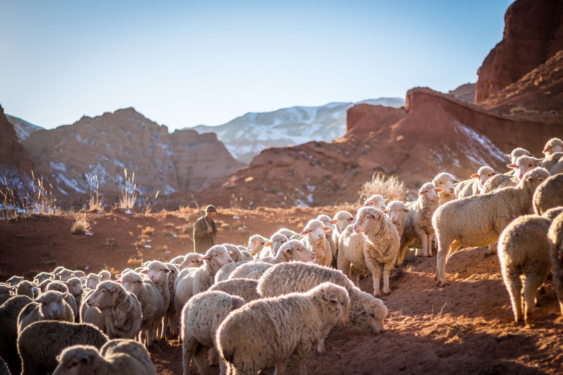 горы и овцы в Киргизии