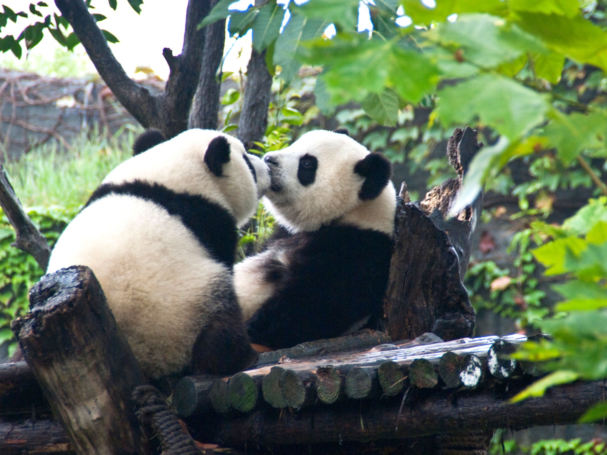 Обнять панду. Животные Панда. Панда брачный период. Панды обнимаются. Две панды.