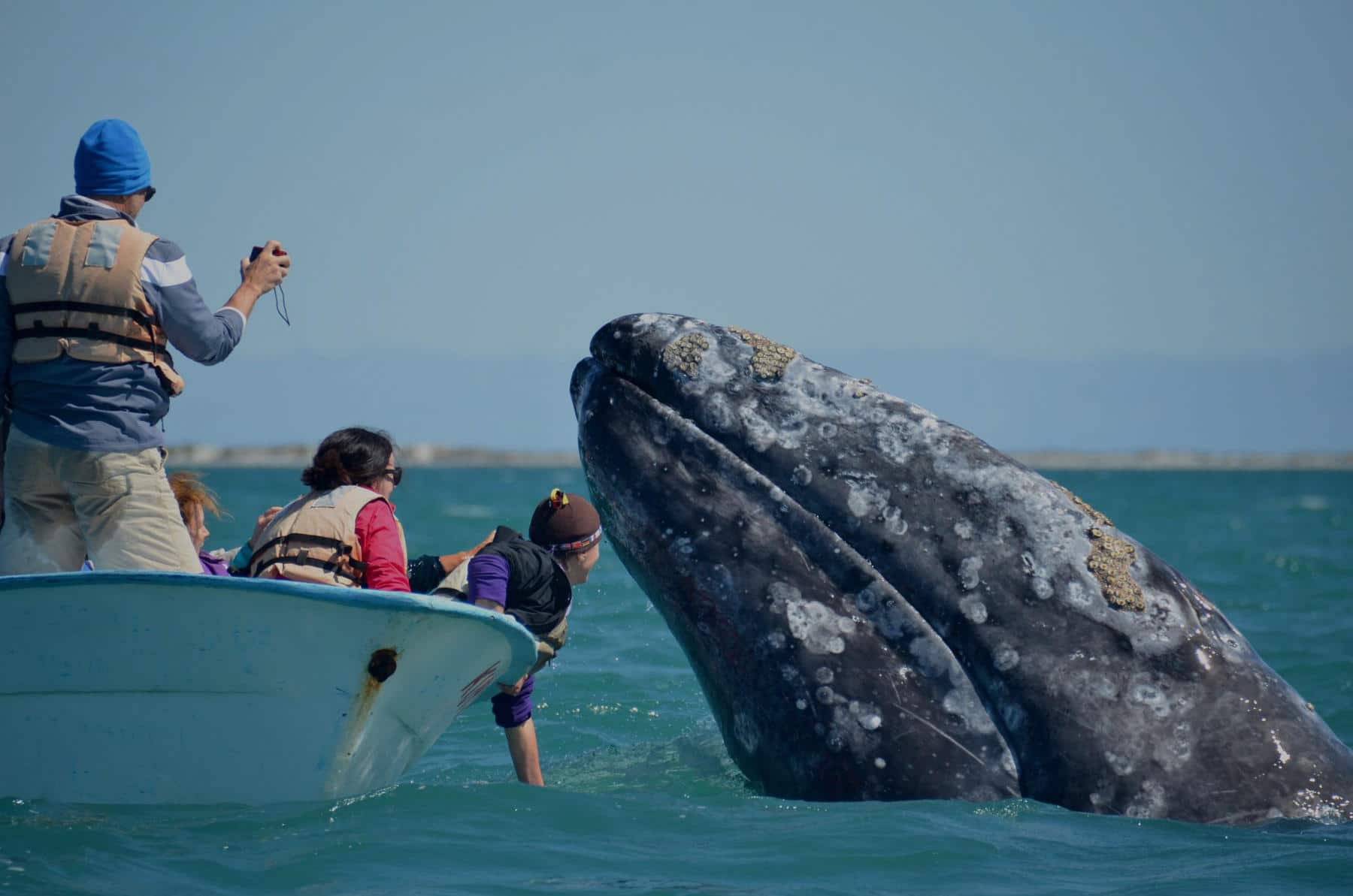 Экскурсия с китами в Доминикане